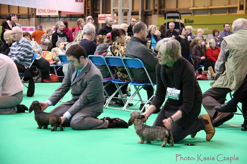 Crufts2011_2 1254.jpg